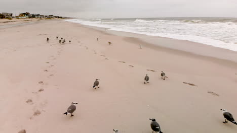 Moving-through-a-flock-of-seagulls-resting-on-a-beach