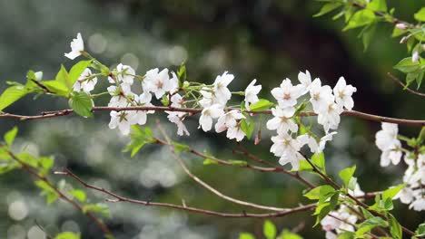 Kirschblüte-In-Voller-Blüte-In-Tokio,-Japan