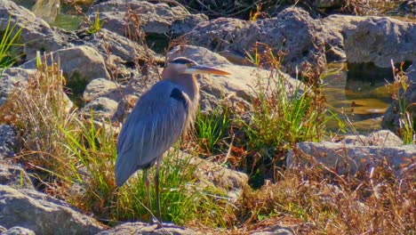 A-great-blue-Heron-standing-on-some-rocks-looking-around-on-a-sunny-day