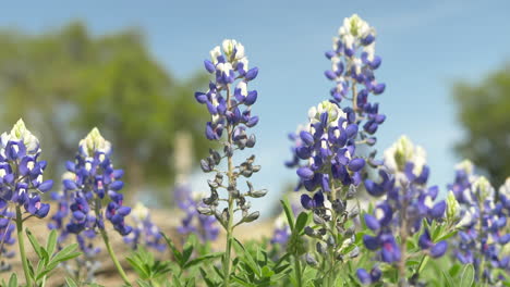 Texas-Wildflowers-blooming-in-the-Spring,-Bluebonnets-and-various-other-flowers