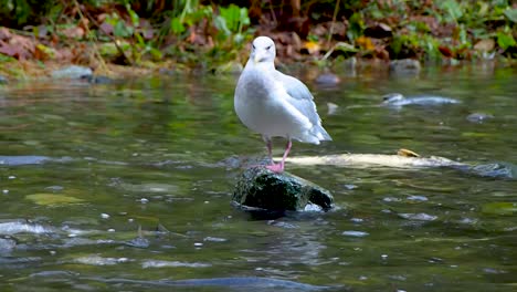 Sea-gull-looking-at-salmon-in-river