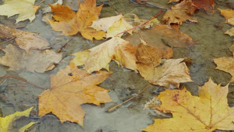 Close-up-of-yellow-autumn-leaves-in-cold-puddle-in-Berlin,-Germany