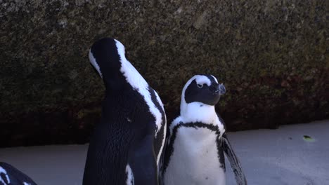 Dos-Pingüinos-Acicalándose,-Ciudad-Del-Cabo,-Sudáfrica