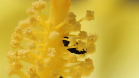 Beetle-inside-yellow-flower-macro-shot-queensland-Australia