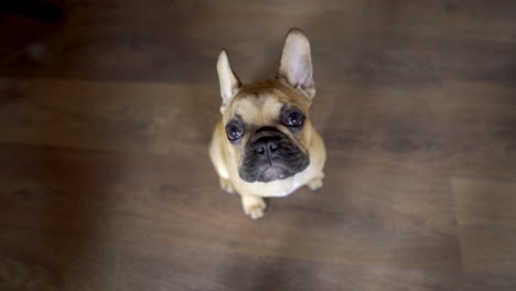 A-pug-puppy-on-a-brown-wooden-floor-staring-up-into-a-camera-then-leaving