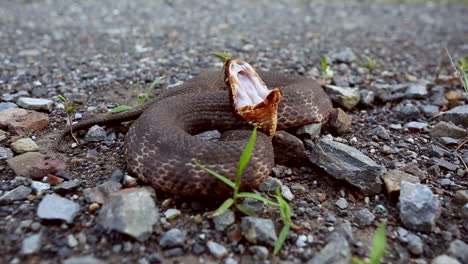 A-Western-Cottonmouth,-Agkistrodon-piscivores-leucostoma,-a-venomous-North-American-pit-viper-in-a-typical-defensive-display-posture-showing-the-white-lining-in-its-mouth