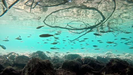Fish-swimming-in-very-clear-and-transparent-shallow-water