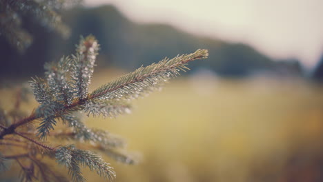 Evergreen-Pine-Tree-Branch-Close-Up-With-Raindrops-on-Pine-Needles-during-Autumn-Branch-Waves-in-slight-Breeze-with-Out-of-Focus-Field-and-Mountain-Range-In-Background-4K-ProRes