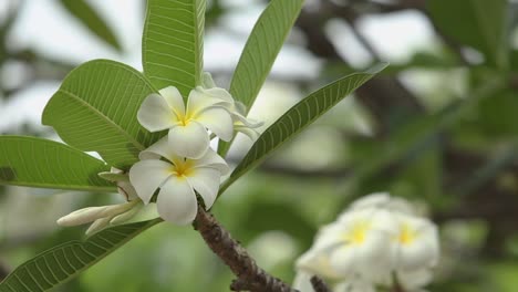 Flores-De-Plumeria-En-El-Sur-De-Tailandia