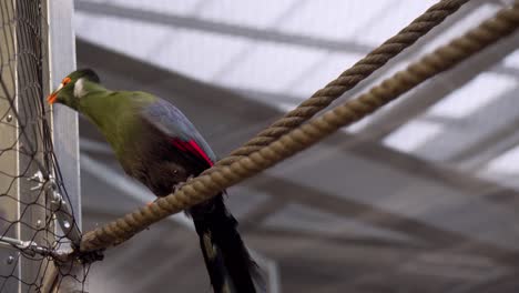 Close-view-of-a-turaco-in-captivity-stading-on-a-rope