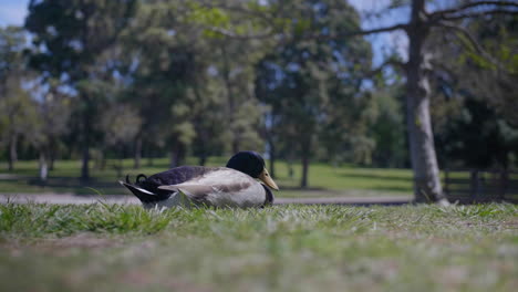 Sleepy-Duck-in-a-City-Park