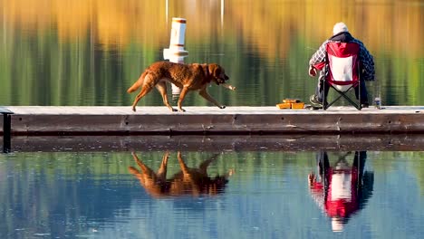 Man-fishing-with-dog-walking-through-shot-on-dock-in-autumn