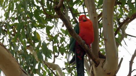 King-parrot-perched-in-a-gum-tree