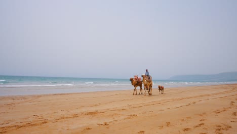 Mann-Geht-Mit-Kamelen-Und-Pferden-Am-Strand-In-Marokko-Spazieren
