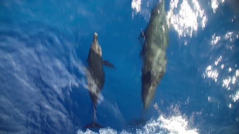 Eine-Gruppe-Delfine-Mit-Baby-Schwimmt-Am-Bug-Des-Bootes