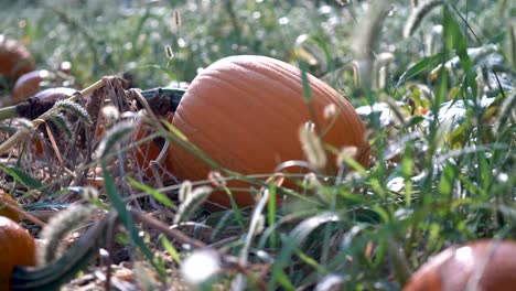 Large-pumpkin-in-a-field-with-the-sun-rising-behind-it,-and-dew-glistening-on-the-orange-skin,-as-dolly-moves-to-the-left