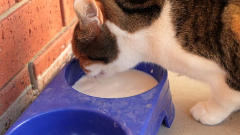 Cat-drinking-milk-from-a-dish-outside-a-suburban-house