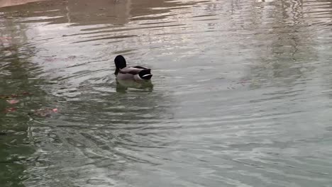 A-single-duck-swimming-on-a-pond-at-the-zoo