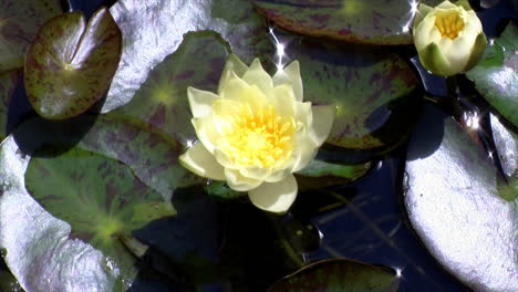 A-water-lily-blooms,-stays-open,-then-closes-its-petals-in-time-lapse-motion