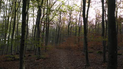 Wandern-Im-Ruhigen-Wald-Mit-Orangefarbenen-Blättern-Auf-Dem-Boden