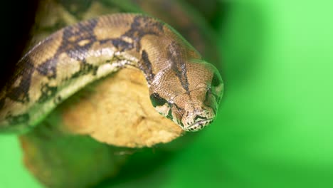 Nahaufnahme-Einer-Pythonschlange,-Die-Auf-Einem-Grünen-Hintergrund-Ihre-Zunge-In-Die-Kamera-Streckt