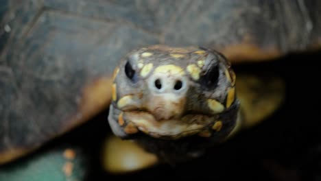 Close-up-shot-of-red-footed-tortoise-with-nostrils-pointing-directly-at-camera
