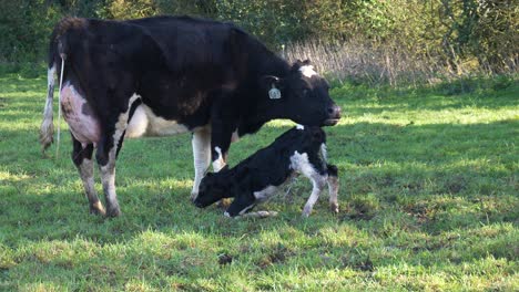 Slow-motion:-day-old-new-born-baby-calf-falling-over-whilst-being-cleaned