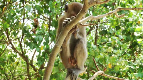 young-monkey-hanging-on-mangrove-tree-and-eating