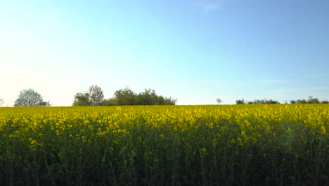Slow,-wide,-frontal-pan-from-left-to-right-over-beautiful-countryside-with-blue-sky-and-brigh-yellow-rape-fields
