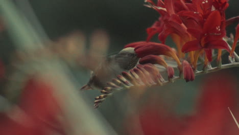 Hummingbird-flying-and-sucking-nectar-from-red-flowers,-slowmotion