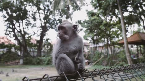 Monkey-sitting-on-the-fence-in-ubud,-Bali-island