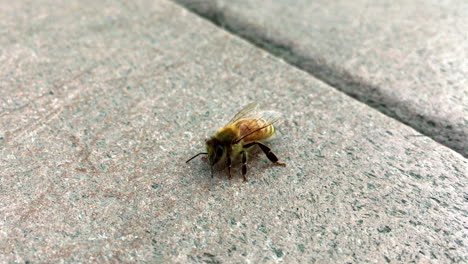 Honigbiene-Auf-Der-Hinteren-Veranda
