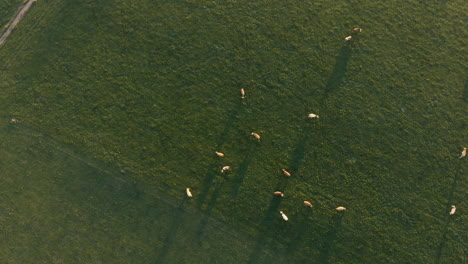 Aerial-clip-of-a-herd-of-cows,-while-grazing-in-a-green-field-in-the-Bavarian-Alps-area