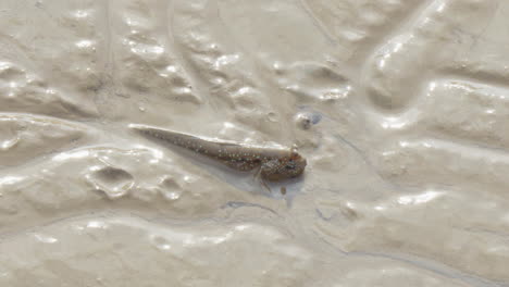 Closeup-of-an-periophtalmus-in-the-mud-on-the-beach