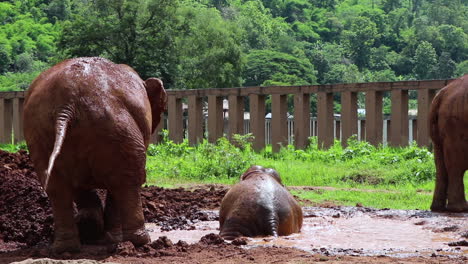 Elephants-playing-in-a-mud-hole-having-an-amazing-time-while-they-roll-around-in-slow-motion