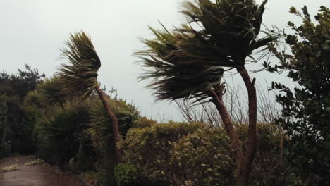 Trees-swaying-and-island-battered-by-storm-force-winds-in-Channel-Islands-UK