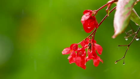 Red-impatiens-flower-on-green-background-in-rain,-red-balcony-flowers,-background-out-of-focus,-rain-drops-falling-on-petals-and-splatter-all-around