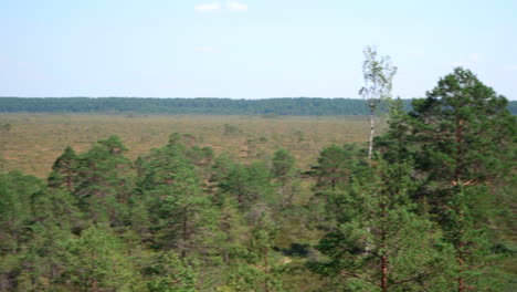 Pan-shot-of-high-swamp-in-Estonia