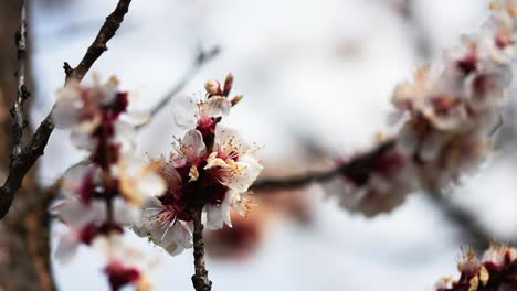Bees-pollinating-the-flowers-of-a-blooming-apricot-tree