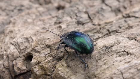 Close-up-of-a-shiny-green-and-blue-beetle-walking-over-a-wooden-underground-in-slow-motion