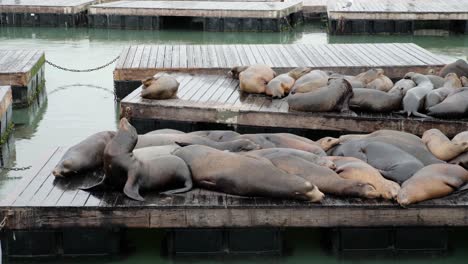 Colony-of-sea-lions-at-Fisherman's-Wharf,-San-Francisco