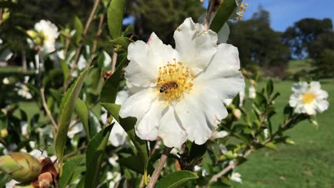 Abeja-Alimentándose-Del-Néctar-De-Una-Flor-De-Pétalos-Blancos-En-Un-Jardín