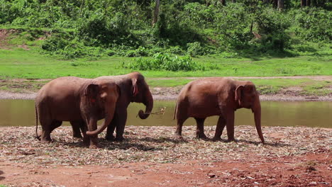 Elephant-standing-together-by-a-river-eating-greens