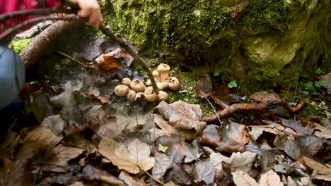 Young-girl,-unrecognizable,-playing-in-forest-and-popping-puffball-mushrooms-with-stick,-4k,-childhood-fun-in-woods,-outdoor-playing,-handheld