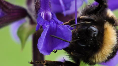Macro-shot-of-a-bumblebee-hanging-on-a-purple-flower-in-slow-motion
