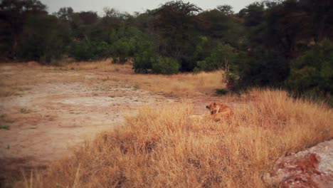 Schöne-Afrikanische-Löwin,-Die-Sich-Selbst-Leckt