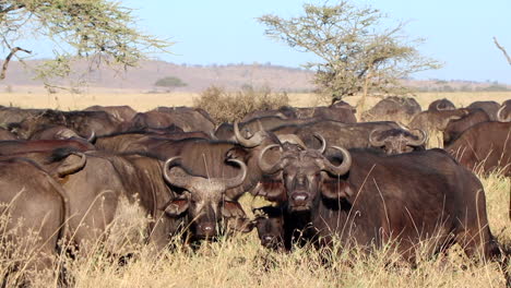 Vista-De-Cerca-De-Una-Enorme-Manada-De-Búfalos-De-Agua-En-El-Parque-Nacional-Serengeti-En-áfrica