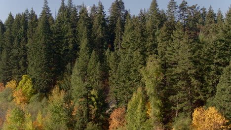 Luftaufnahmen-Ragen-Hinter-Einem-Baumbestand-Hervor,-Von-Denen-Viele-Herbstfärbung-Zeigen-Und-Obstgärten-Und-Schneebedeckte-Mount-Hood-Freigeben