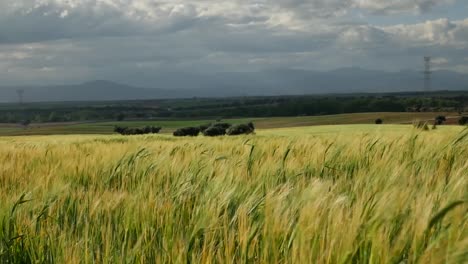 A-wheat-field-in-a-windy-day