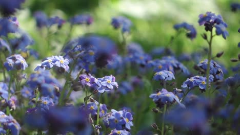 Makrovideo-Von-Blauen,-Kleinen-Frühlingsblumen-Mit-Selektivem-Fokus,-Nahaufnahme-Von-Blumen-Im-Garten